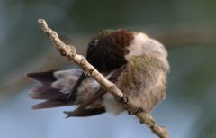 Archilochus colubris