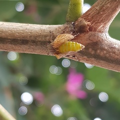 Aetalion reticulatum