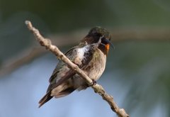 Archilochus colubris