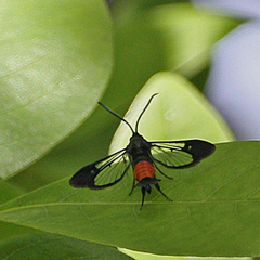 Synanthedon rubrofascia