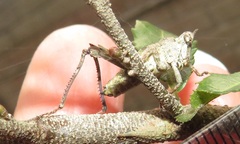 Otinotus