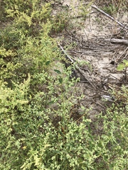 Atriplex glabriuscula