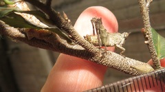 Otinotus