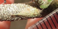 Otinotus