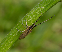 Agapanthia dahli