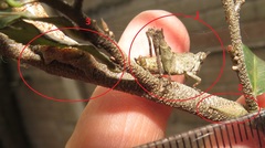 Otinotus