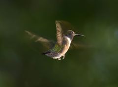 Archilochus colubris