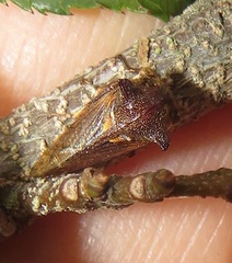 Otinotus