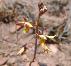 Eulophia tuberculata