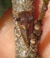 Otinotus
