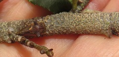 Otinotus