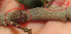 Otinotus