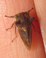 Otinotus