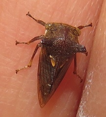 Otinotus