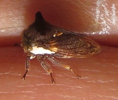 Otinotus