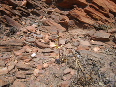 Eulophia tuberculata