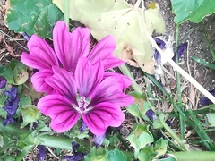 Malva sylvestris mauritiana