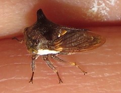 Otinotus