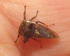 Otinotus