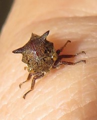 Otinotus