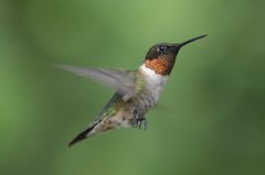 Archilochus colubris