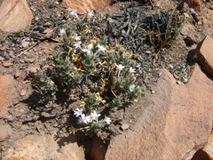 Dyschoriste setigera