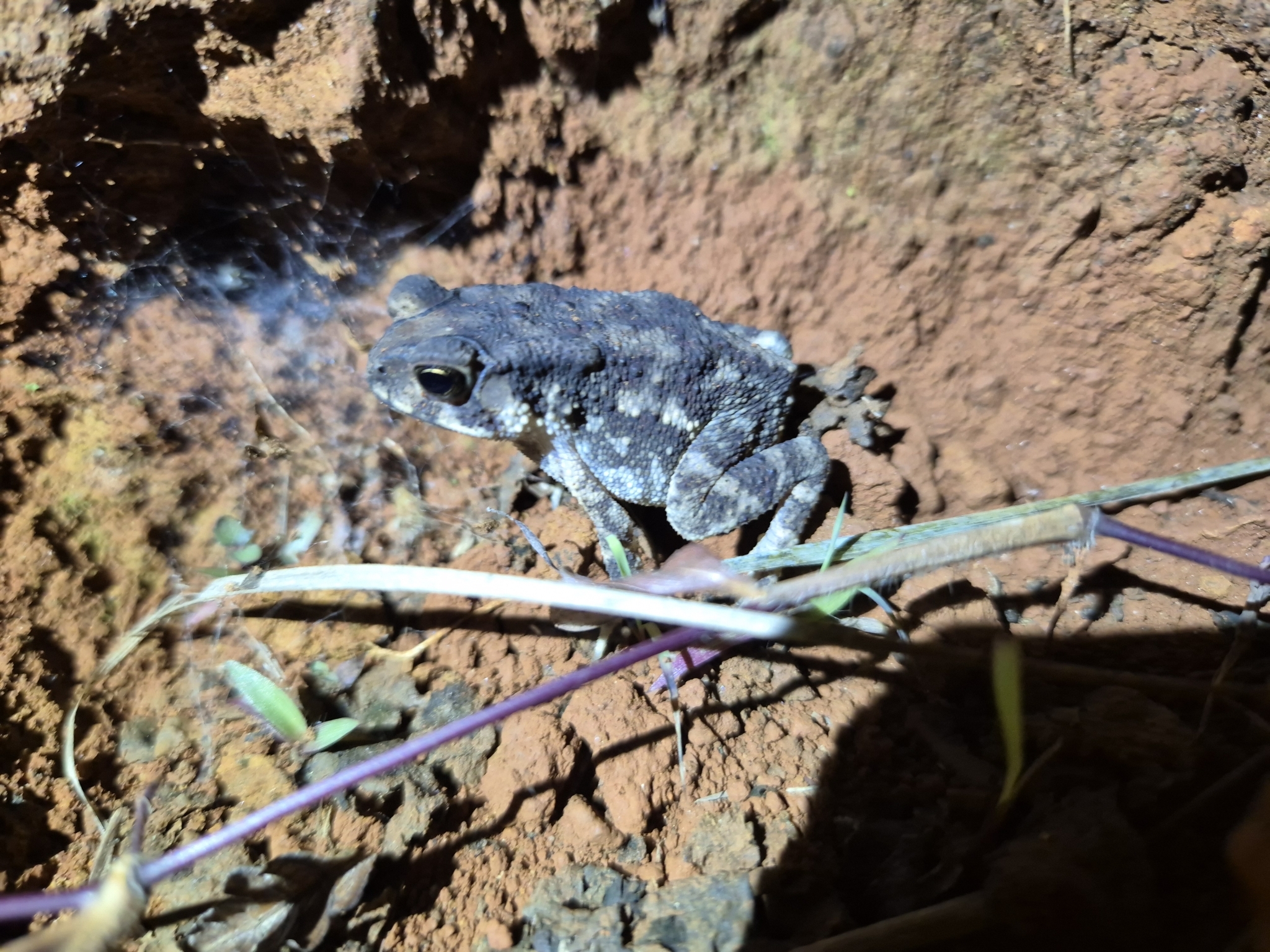 Indian Common True Toad