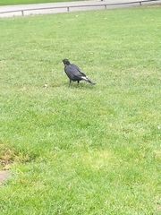 Corvus corone