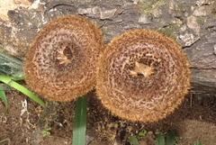 Lentinus stuppeus