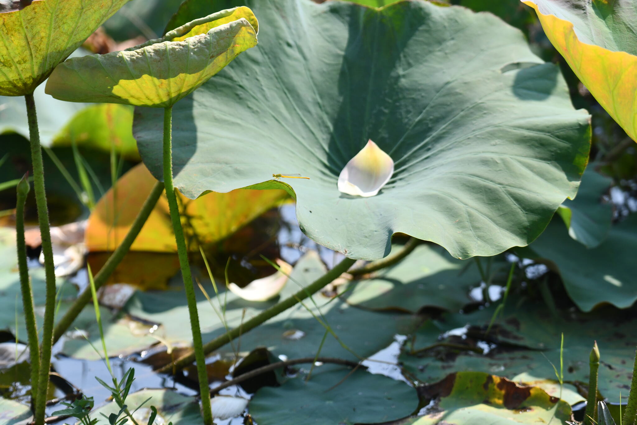 Coromandel Marsh Dart