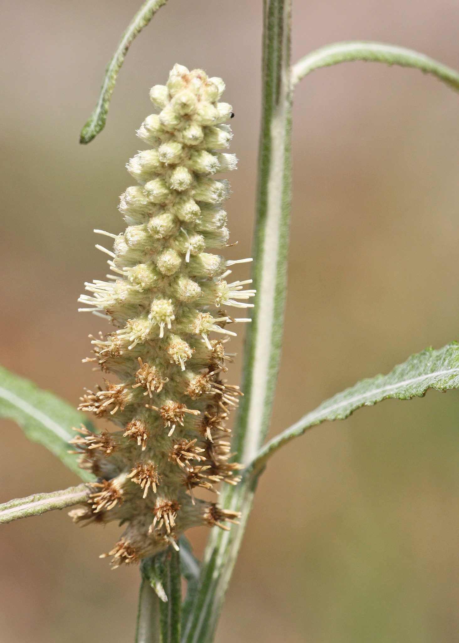 Pterocaulon pycnostachyum