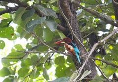 Halcyon smyrnensis