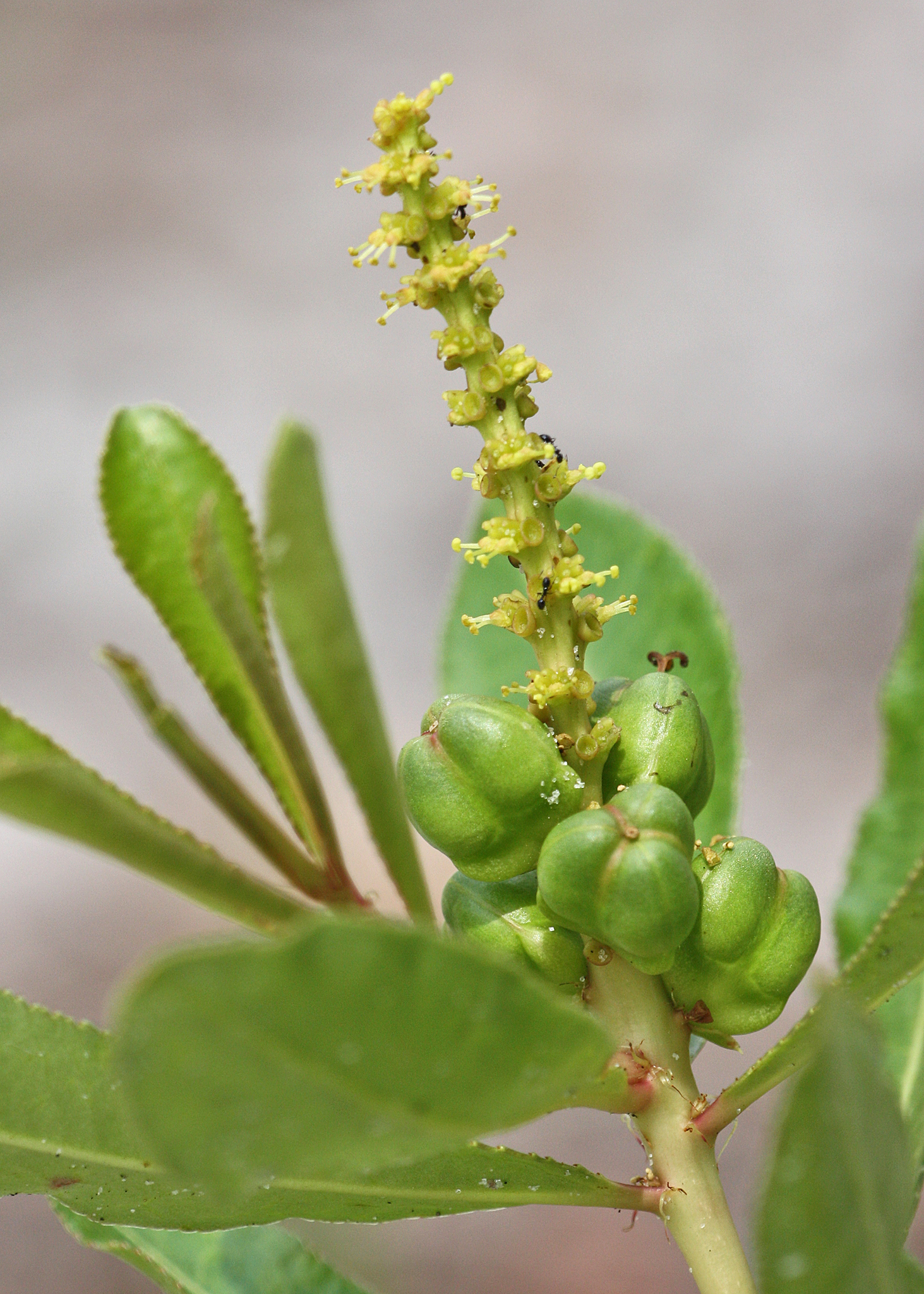 Stillingia sylvatica