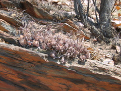 Crassula swaziensis