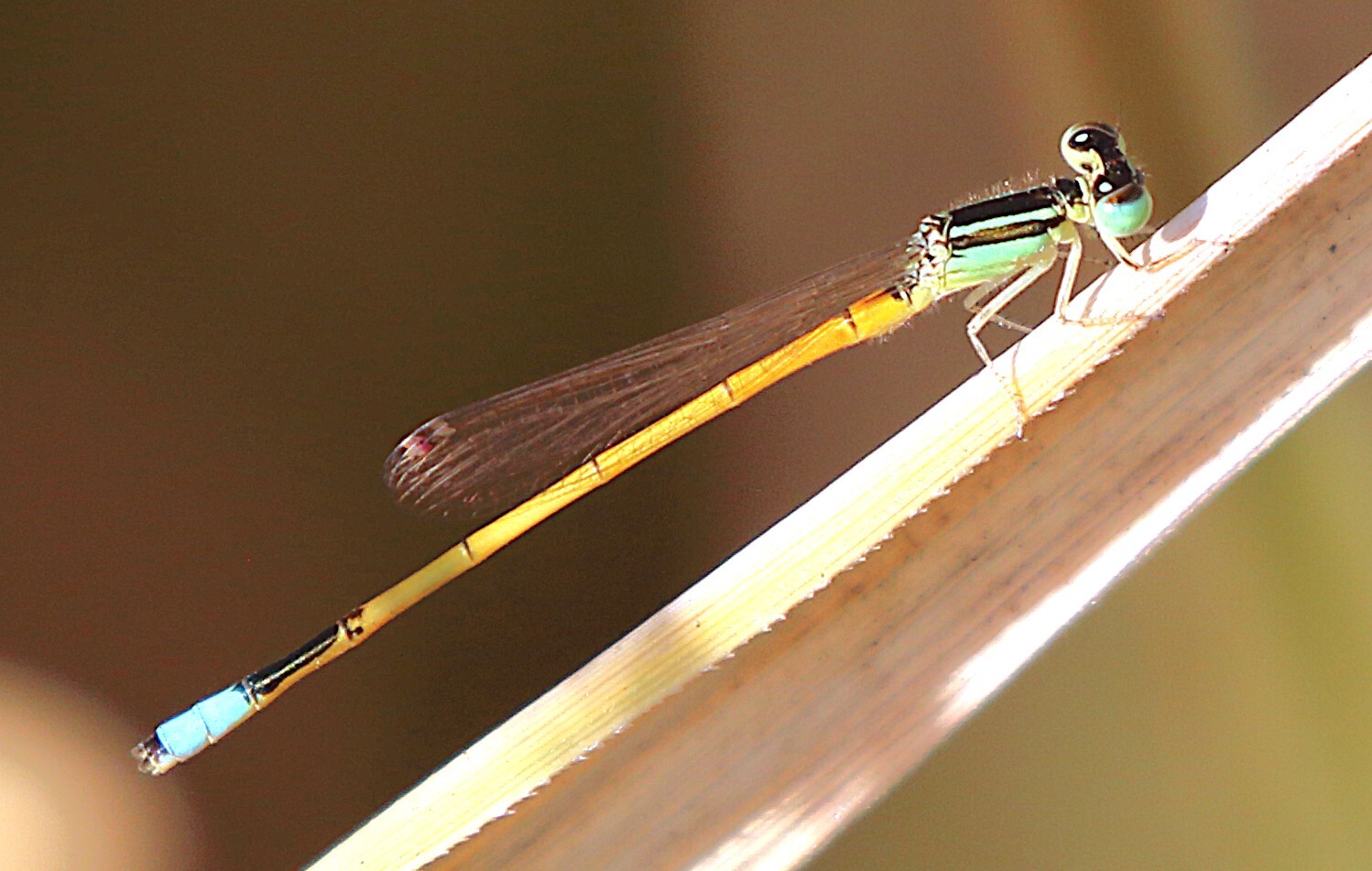 Golden Bluetail