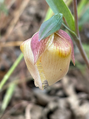 iNaturalist observation photo of White Globe Lily