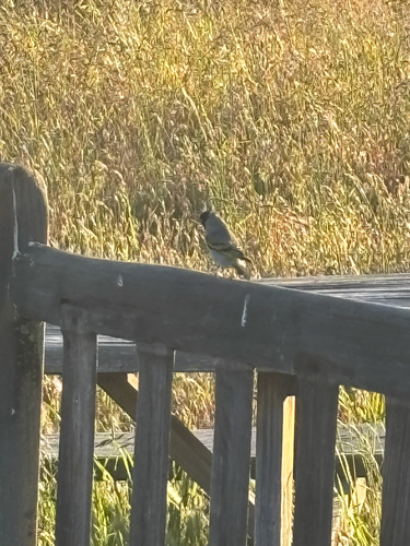 iNaturalist observation photo of Lawrence's Goldfinch