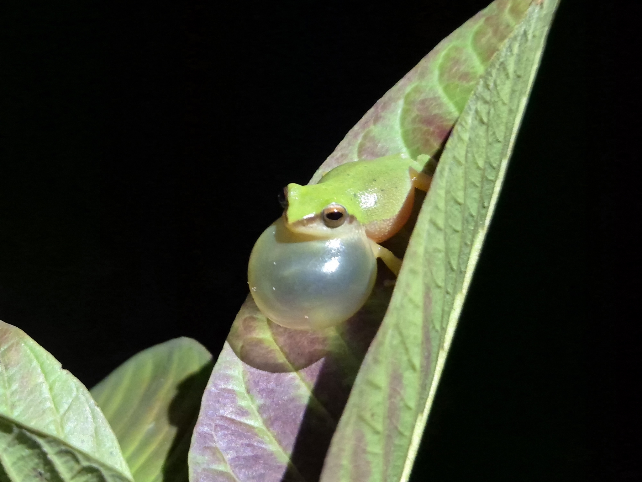 Variable Coloured Bush Frog