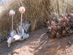 Cotyledon orbiculata oblonga