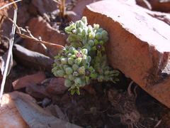 Raphionacme galpinii