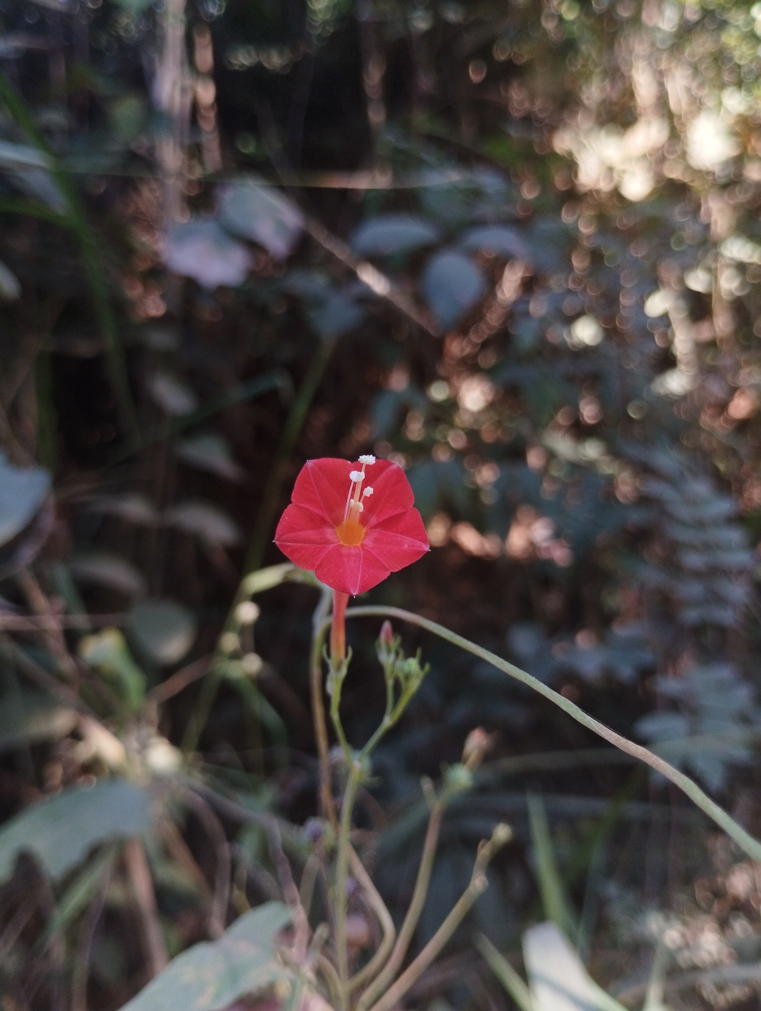 Ipomoea hederifolia