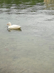 Anas platyrhynchos domesticus