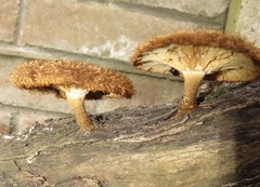 Lentinus stuppeus