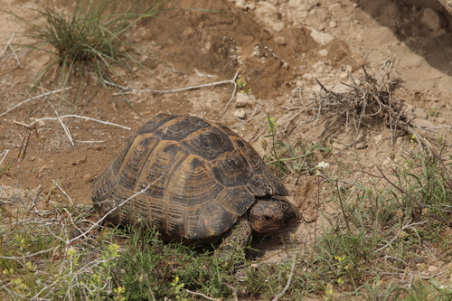 Greek Tortoise