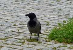 Corvus cornix