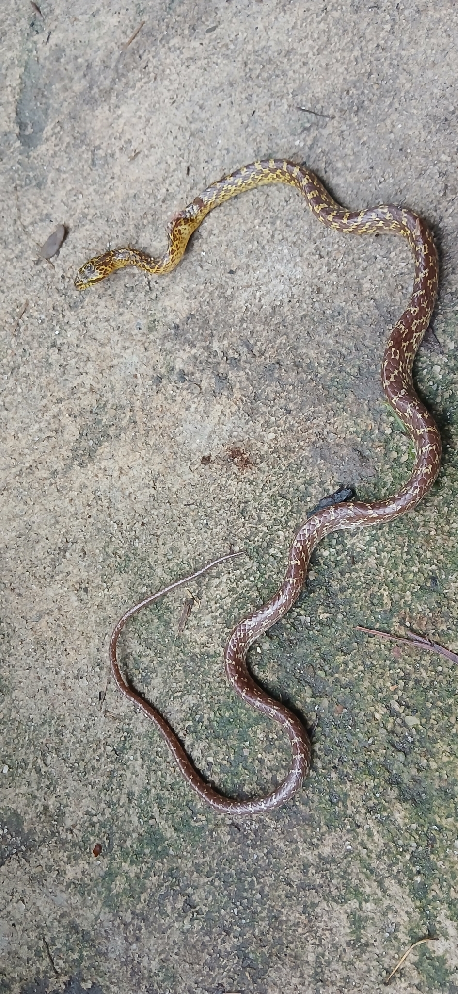 Northern Marbled Nocturnal Tree Snake photo 6