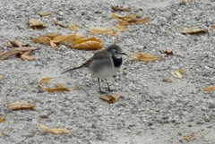Motacilla alba