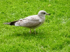 Larus canus