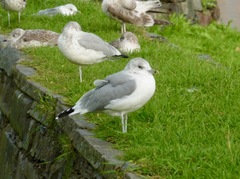 Larus canus