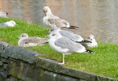 Larus canus